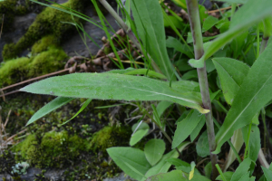 Hieracium prenanthoides sensu lato, Rough-leaved hawkweed